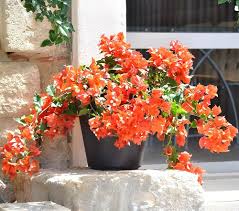 Orange Bougainvillea Flower Seeds for Planting Heirloom Non-GMO High Germination Organic Garden Seeds - Heirloom Non