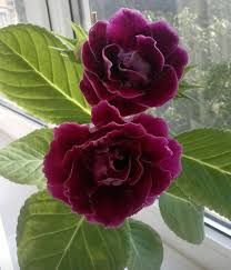 Marron Gloxinia Flower Seeds