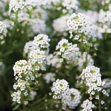 Seeds for Planting Alyssum Seeds Easy Grow Colorful Landscape Heirloom Non-GMO High Germination Organic Garden Seeds - H
