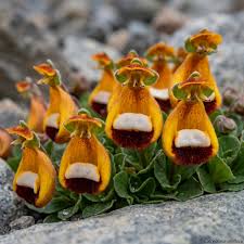 Orange Calceolaria Uniflora Flower Seeds