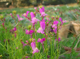 Pink Linaria Maroccana Flower Seeds