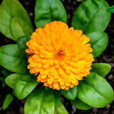 Orange Calendula Flower