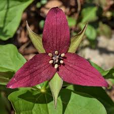 Marron Trillium Flower Seeds for Planting Heirloom Non-GMO High Germination Organic Garden Seeds - Heirloom Non GMO