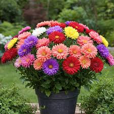 Mixed Aster Flower Seeds Rare Blooming Plants - Heirloom Non GMO High Germination Organic Garden Seeds for