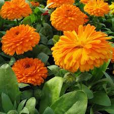 Orange Calendula Flower