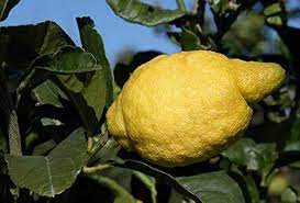 Italian Amalfi Lemon Fruit Perfect Limoncello Fresh Juices For Sustainable Fruit Seeds