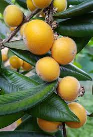 plinia aureana yellow jabuticaba fruit for planting exotic and rare heirloom Fruit seeds