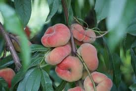 donut peach saturn fruit for planting sweet juicy peaches gmo free Fruit seeds