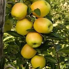 Golden Yellow Apple Fruit Growing Crisp And Sweet Trees For Home Fruit Seeds