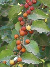 ziziphus mucronata buffalo thorn jujuba fruit for planting hardy tree sweet jujube gmo free Fruit seeds