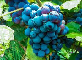 blue indigo grapes fruit for planting growing classic at home heirloom Fruit seeds