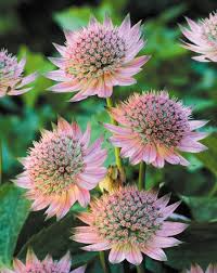 Mixed Astrantia Flower Seeds