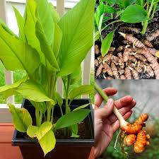 Turmeric Plant Seeds for Planting Heirloom Non-GMO High Germination Organic Garden Seeds Fresh Harvest