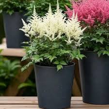White Astilbe Flower Seeds 
