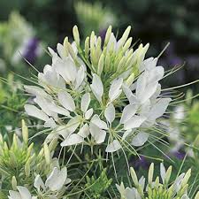 White Cleome Flower Seeds
