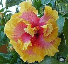Pink Giant Hibiscus Flower Seeds Yellow 