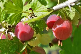 poorman red gooseberry tree for planting rich in vitamin c fruit natural and organic Fruit seeds