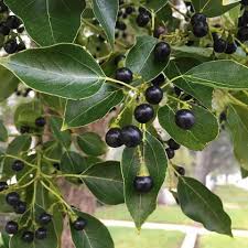 cinnamomum camphora camphor fruit for planting aromatic and fragrant you backyard orchid Fruit seeds