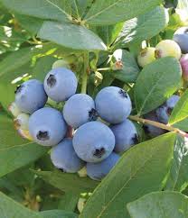 jewel blueberries fruit for planting perfect growing fresh in your garden Fruit seeds