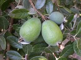pineapple guava feijoa fruit for planting delicious guavas your tropical garden Fruit seeds