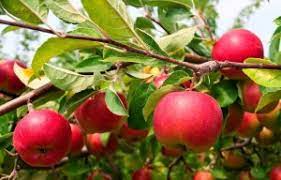 Japanese Fuji Apple Fruit Growing Crisp Sweet Apples In Your For Fruit Seeds