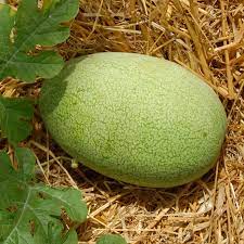 charleston gray watermelon fruit for planting sweet and juicy watermelons the summer Fruit seeds