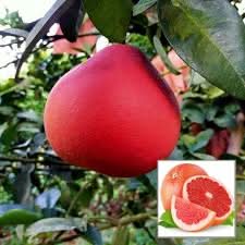 ruby red pomelo fruit for planting Fruit Seeds