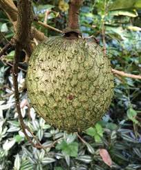 mountain soursop annona montana fruit for planting rare tropical home gardens Fruit seeds