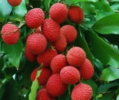 kaimana lychee fruit for planting sweet tropical lychees ready your backyard orchard Fruit seeds