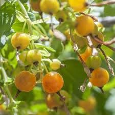 heirloom golden currant fruit for planting tangy yellow berries your garden gmo free Fruit seeds
