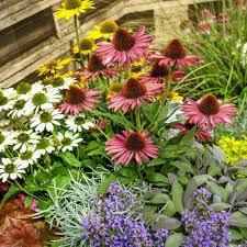 Mixed Echinacea Flower for Planting Heirloom Non-GMO High Germination Organic Garden Seeds - Heirloom Non GMO High Germ