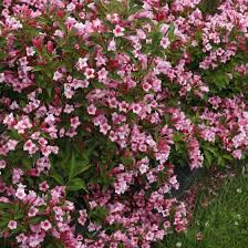Pink Weigela Flower Seeds 