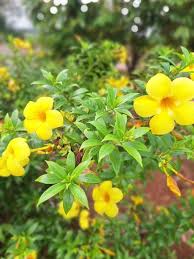 Yellow Allamanda Flowers Heirloom Non GMO High Germination Organic Garden for Colorful for Planting Heirloom Non-GMO