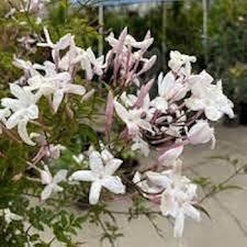 Pink Blooming Jasmine Flower Flower Seeds - Heirloom Non GMO High Germination Organic Garden Planting Seeds