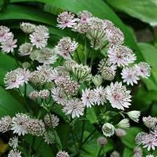 White Astrantia Flower Flower Seeds - Heirloom Non GMO High Germination Organic Garden Planting Seeds