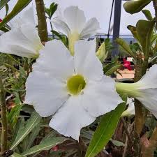 White Adenium Rose Flower Seeds