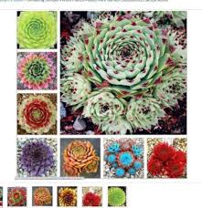 Sempervivum Flower Seeds 