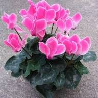 Pink Cyclamen Flower 