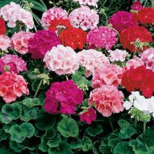 Mixed Geranium Flower Seeds 