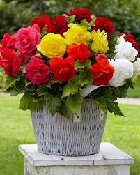 Begonia Flower Flower Seeds - Heirloom Non GMO High Germination Organic Garden Planting Seeds
