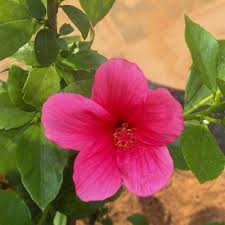 Pink Mini Hibiscus Flower Seeds 