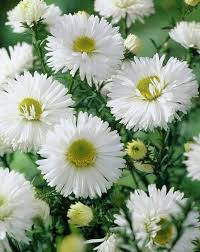 White Aster Flower Flower Seeds - Heirloom Non GMO High Germination Organic Garden Planting Seeds