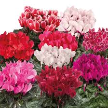 Mixed Bonsai Cyclamen Flower Seeds for Planting | Heirloom Non - Heirloom Non GMO Flower Seeds, Premium High Germination