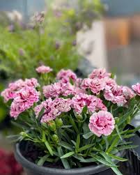 Pink Carnation Flower Seeds - Heirloom Non GMO Garden Seeds for Planting, High Germination Quality