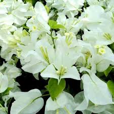 White Bougainvillea Flower Seeds Rare Blooming Plants Balcony and Patio Gardening Colorful Blooms Seeds for Planting Heirloom Non GMO High Germination Organic Garden Seeds