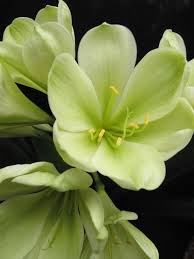Green Clivia Flower Seeds – Heirloom Non-GMO High Germination Seeds for Planting - Heirloom Non GMO High Germination