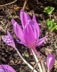 Pink Colchicum Flower Seeds - Heirloom Non GMO High Germination Flower Seeds for Planting