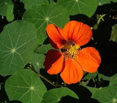Orange Cress Flower Seeds 