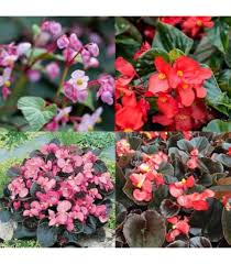 Red Pink Impatiens Flower Seeds 