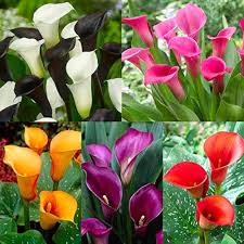 Calla Lily Flower Seeds - Heirloom, Non-GMO, High Germination Flower Seeds for Planting